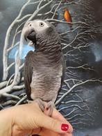 gezocht grijzeroodstaart wild geen probleem, Dieren en Toebehoren, Vogels | Parkieten en Papegaaien, Meerdere dieren, Papegaai