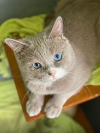 Brits korthaar lilac DBE en Fawn (drager Ticked), Dieren en Toebehoren, Katten en Kittens | Raskatten | Korthaar, Kater, Gechipt