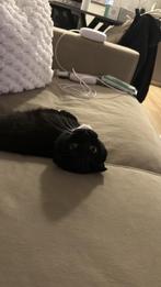 lieve kater zoekt warme huis, Dieren en Toebehoren, Katten en Kittens | Raskatten | Korthaar, Kater