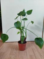 Alocasia Cucullata (op stam) - Olifantsoor H: 60 cm., Huis en Inrichting, Kamerplanten, Ophalen, Overige soorten, Halfschaduw