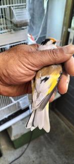 Majoor Putter man scripati, Dieren en Toebehoren, Mannelijk, Wildzangvogel