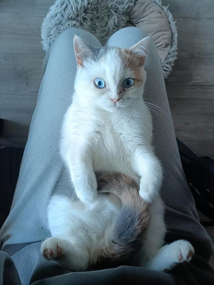 Britse Korthaar kitten met DBE en stamboom, Dieren en Toebehoren, Katten en Kittens | Raskatten | Korthaar, Meerdere dieren, Met stamboom