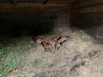 Mangalitza biggen  beschikbaar voor biedingen