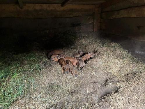 Mangalitza biggen, Dieren en Toebehoren, Schapen, Geiten en Varkens, Varken, Meerdere dieren