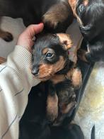 Teckel puppy's, Dieren en Toebehoren, Honden | Teckels en Dashonden, Kaninchen, Rabiës (hondsdolheid), 8 tot 15 weken, Korthaar