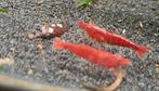Hobbyaquarium red fire  garnalen, Dieren en Toebehoren, Kreeft, Krab of Garnaal, Zoetwatervis, Schoolvis
