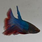 Betta splendens man 12, Dieren en Toebehoren, Vis