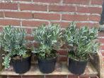 Lavendel 3 euro per stuk, Vaste plant, Halfschaduw, Zomer, Ophalen
