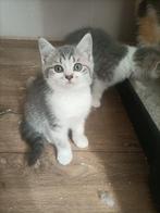 Kruising kittens, Dieren en Toebehoren, Katten en Kittens | Raskatten | Korthaar, Meerdere dieren, Ontwormd, 0 tot 2 jaar