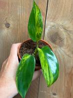 Philodendron florida beauty plant variegata aurea yellow, Huis en Inrichting, Kamerplanten, Ophalen of Verzenden, Overige soorten