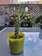 Cactus in geel glazen pot, Tuin en Terras, Bloembakken en Plantenbakken, Ophalen, Minder dan 30 cm, Minder dan 60 cm, Rond