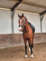 Dressuurgefokte merrie met mooie bloedlijnen!, Dieren en Toebehoren, Paarden, Merrie, Gechipt, Niet van toepassing, Dressuurpaard