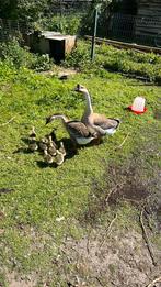 Koppel  chineese knobbel ganzen, Dieren en Toebehoren, Meerdere dieren, Gans of Zwaan