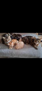 Main coon kittens, Dieren en Toebehoren, Katten en Kittens | Raskatten | Korthaar, Kater, Ontwormd, 0 tot 2 jaar