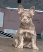 fluffy franse bulldog reutje met stmb gar en verzekering, Reu, CDV (hondenziekte), 8 tot 15 weken, Bulldog