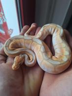 Prachtige ball 0.1, Dieren en Toebehoren, Reptielen en Amfibieën, Slang