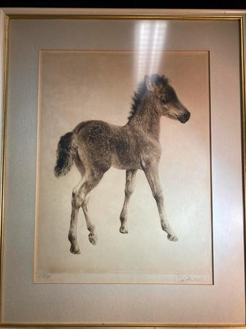 Tekening Veulen, Gesigneerd, Nr. 9/50, Paarden beschikbaar voor biedingen