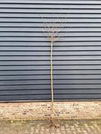 Prunus subhirtella 'Autumnalis Rosea' 🌺🌿(roze winterkers), Tuin en Terras, Planten | Bomen, Ophalen, Lente, Volle zon, Overige soorten