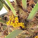 Palmboom, palmbomen, mediterrane en tropische planten, Vaste plant, Ophalen of Verzenden