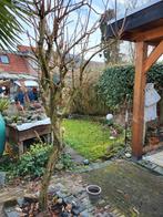 Kakiboom, Ophalen, Minder dan 100 cm, Overige soorten, Lente