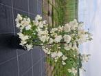 Boerenjasmijn, Tuin en Terras, Overige soorten, Minder dan 100 cm, Zomer, Ophalen