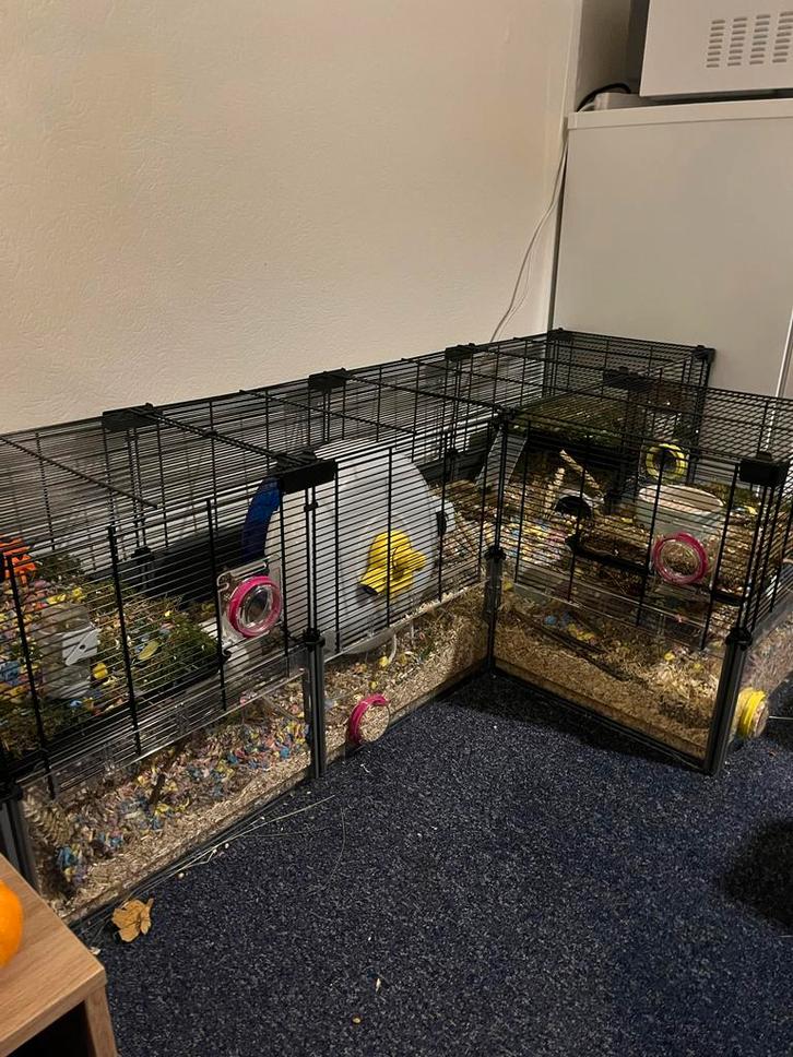 Ferplast hamsterkooi multipla + large, Dieren en Toebehoren, Knaagdieren en Konijnen | Hokken en Kooien, Gebruikt, Kooi, Minder dan 60 cm