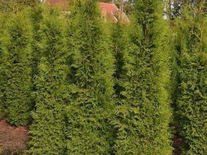 Conifeer “THUJA”, Tuin en Terras, Planten | Struiken en Hagen, Conifeer, 100 tot 250 cm, Ophalen of Verzenden
