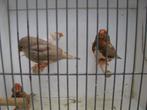 2 koppels jonge zebravinken, Dieren en Toebehoren, Vogels | Overige Vogels, Meerdere dieren, Tropenvogel