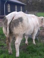 Super dikbil vaars, Dieren en Toebehoren, Vrouwelijk