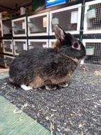 Kleurdwerg dwergkonijn, Dieren en Toebehoren, Konijnen, Mannelijk, Dwerg, 0 tot 2 jaar