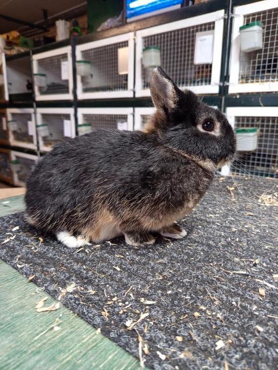 Kleurdwerg dwergkonijn, Dieren en Toebehoren, Konijnen, Dwerg, Mannelijk, 0 tot 2 jaar