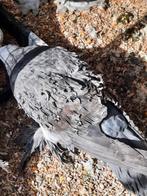 Krulduiven, Meerdere dieren