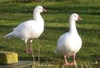 Roodkopgans en roodhalsgans, Meerdere dieren, Gans of Zwaan