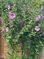 Hibiscus, Tuin en Terras, Planten | Struiken en Hagen, Ophalen of Verzenden, Overige soorten, Minder dan 100 cm