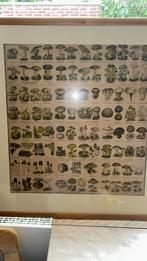 Oude Schoolplaat Paddenstoelen, Ingelijst, Antiek en Kunst, Ophalen of Verzenden, Natuur en Biologie