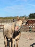 Ponykamp, Paardrijles of Ponykampen