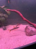 3 siamese algeneters., Dieren en Toebehoren, Vissen | Aquariumvissen, Vis