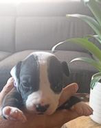 Laatste Amerikaanse stafford pup te koop, Dieren en Toebehoren, Honden | Jack Russells en Terriërs, Rabiës (hondsdolheid), 8 tot 15 weken