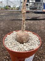 Caudex Euphorbia Mahabobokensis Madagaskar potmaat 12cm., Overige soorten, In pot, Minder dan 100 cm, Bloeiende kamerplant