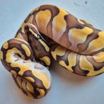 Ballpython, Dieren en Toebehoren, Reptielen en Amfibieën, Slang, 0 tot 2 jaar