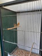 2 x bastaard, Mannelijk, Wildzangvogel