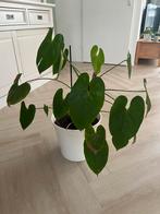 Monstera plant met pot, Ophalen, Overige soorten, Minder dan 100 cm