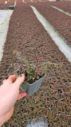 Cotoneaster Streibs Findling - dwergmispel, Tuin en Terras, Overige soorten, Volle zon, Vaste plant, Ophalen of Verzenden