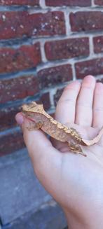 Leuke extreme Harlequin wimpergekko baby, Dieren en Toebehoren, Hagedis, Tam, 0 tot 2 jaar