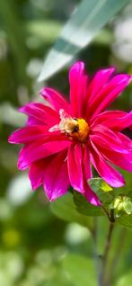 Dahlia 48, Ophalen, Overige soorten, Volle zon