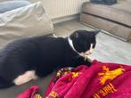 Kater gratis, Dieren en Toebehoren