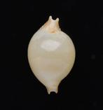 Schelpen: Cypraea margarita 13,7mm (Gem) Kwajalein Atoll, Ophalen of Verzenden, Schelp(en)