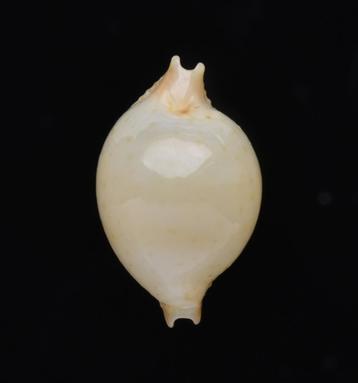 Schelpen: Cypraea margarita 13,7mm (Gem) Kwajalein Atoll beschikbaar voor biedingen