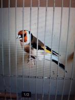 T.k. mooi koppel wildkleur majoor putters 2025 jan, Meerdere dieren, Bastaard