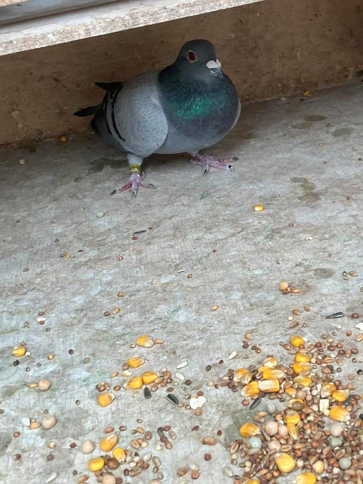 Postduif doffer gratis, Dieren en Toebehoren, Vogels | Duiven, Postduif, Mannelijk